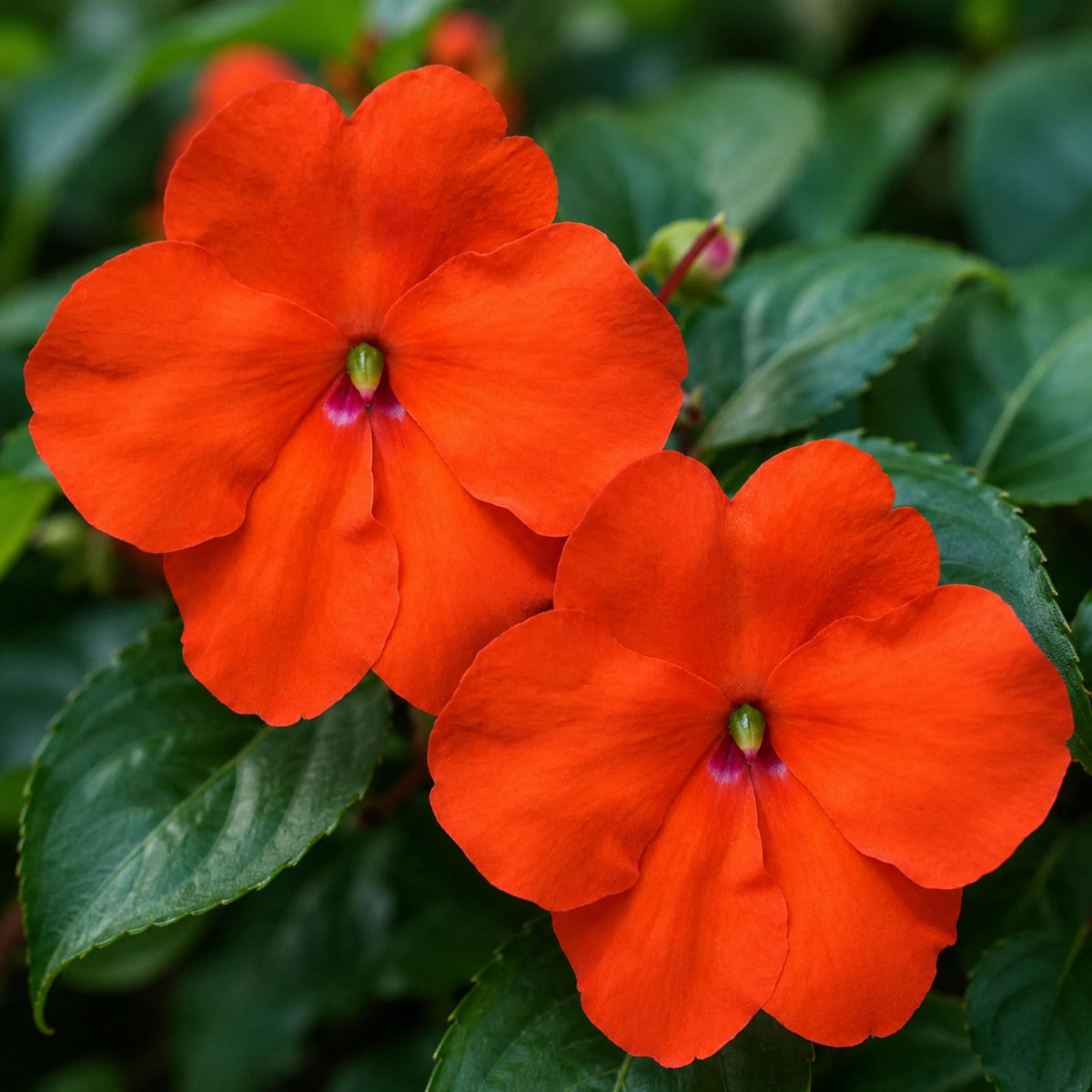 Beacon Orange Impatiens seeds