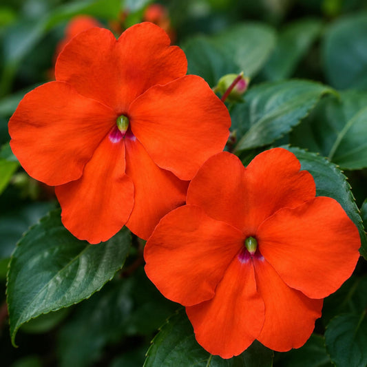 Beacon Orange Impatiens seeds