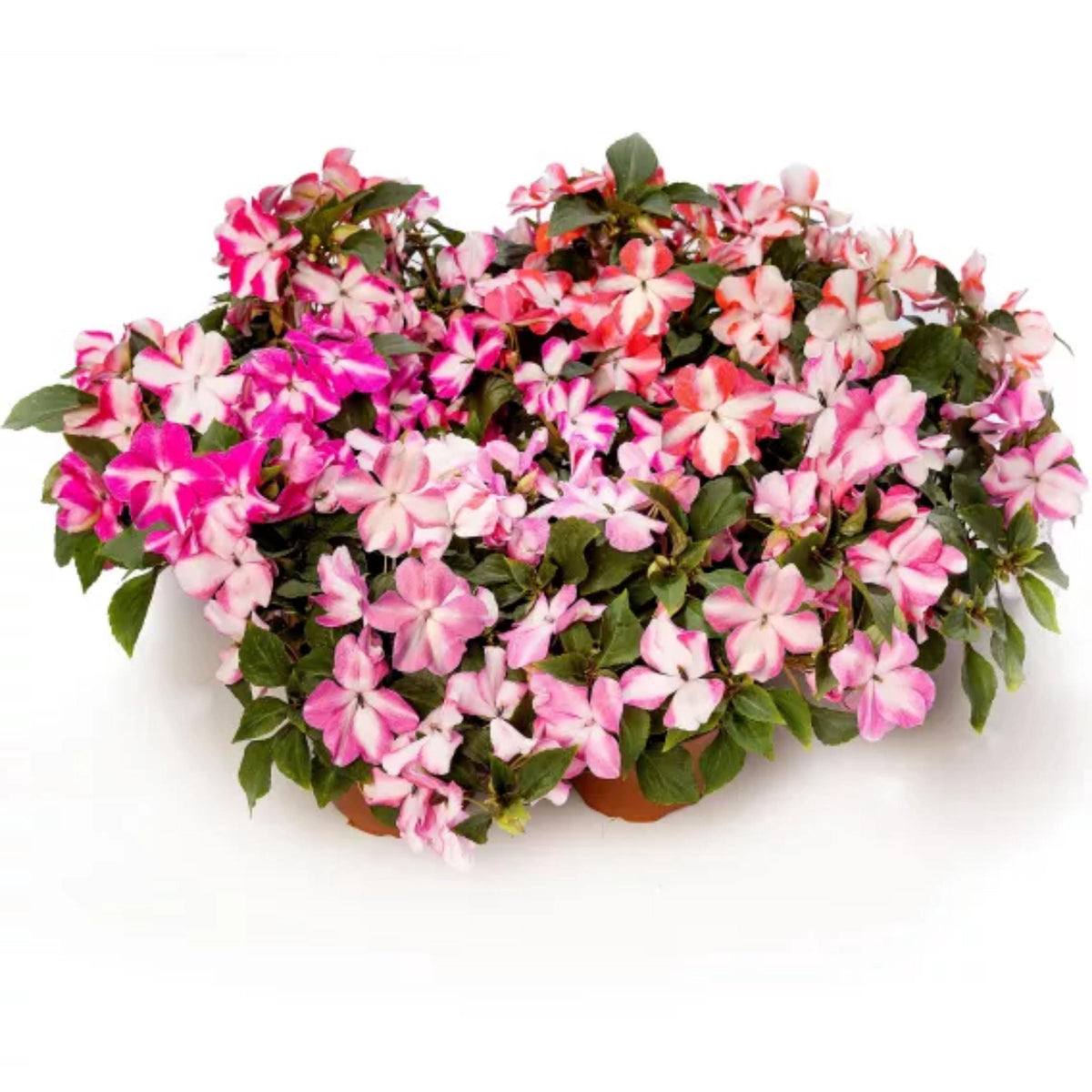 Imara XDR Star Mix Impatiens seeds