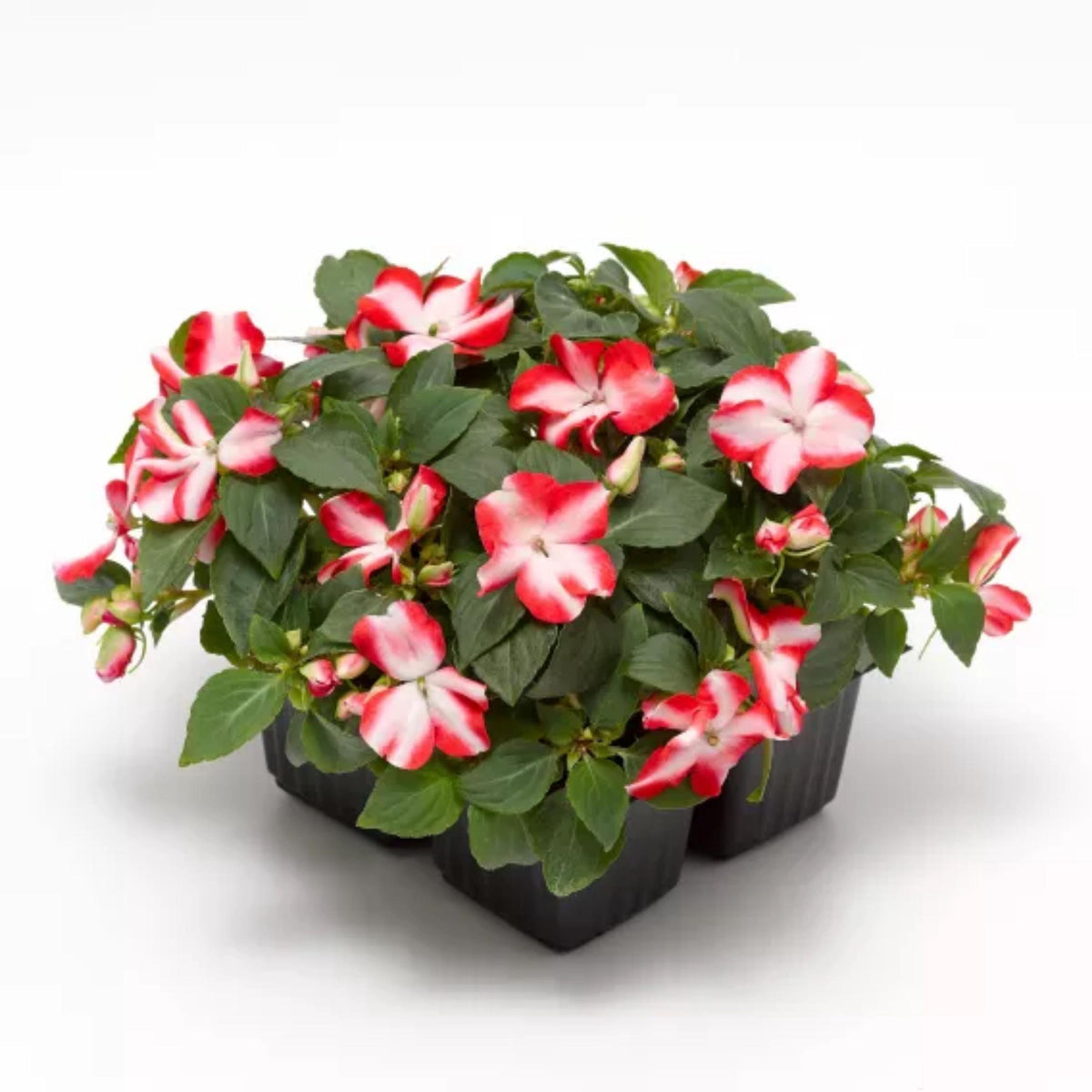 Imara XDR Mix Impatiens seeds