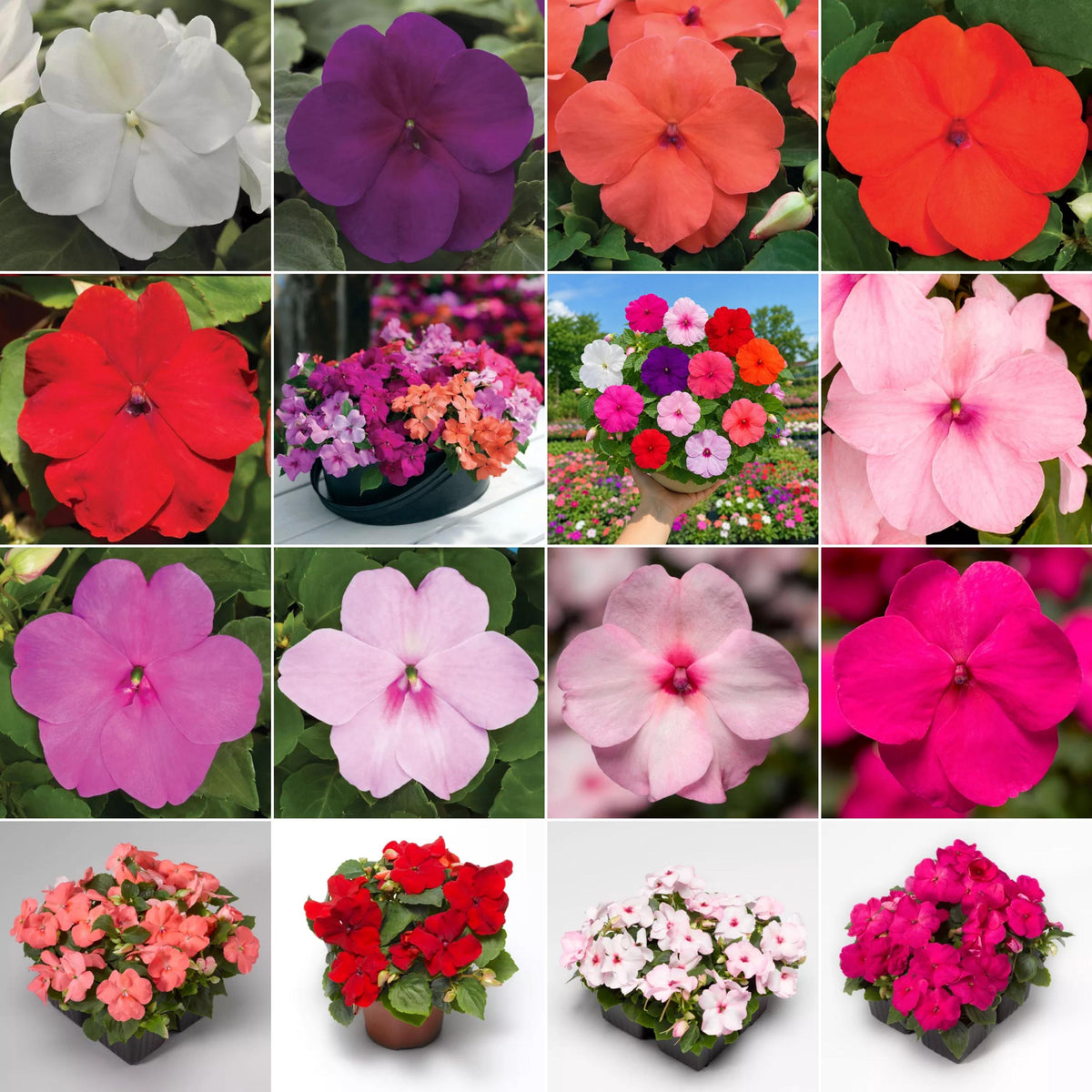 Xtreme Mix Impatiens seeds