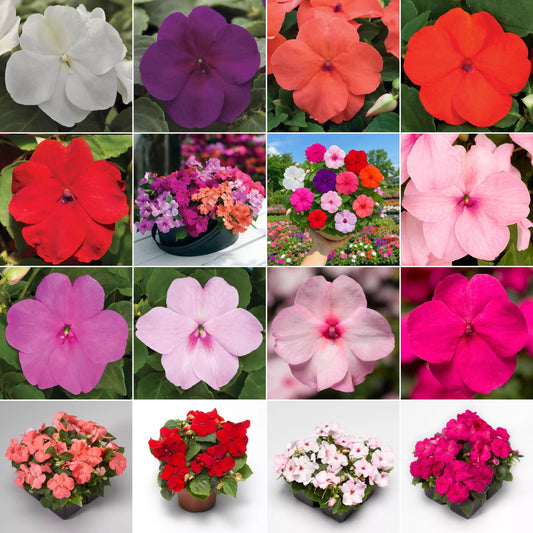 Xtreme Mix Impatiens seeds