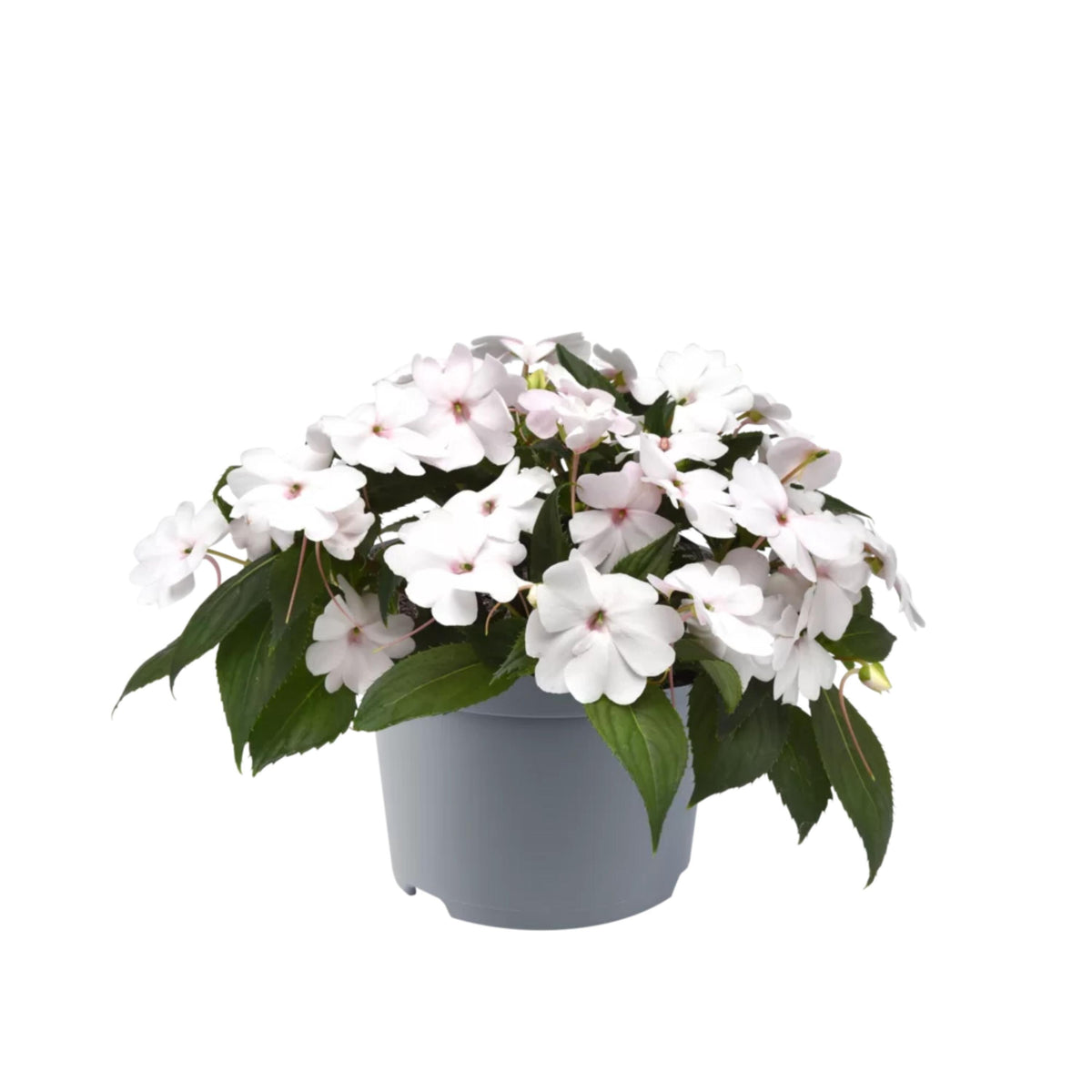 Solarscape Mix Impatiens seeds