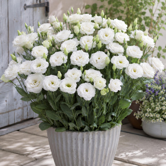 Echo White Eustoma Lisianthus seeds