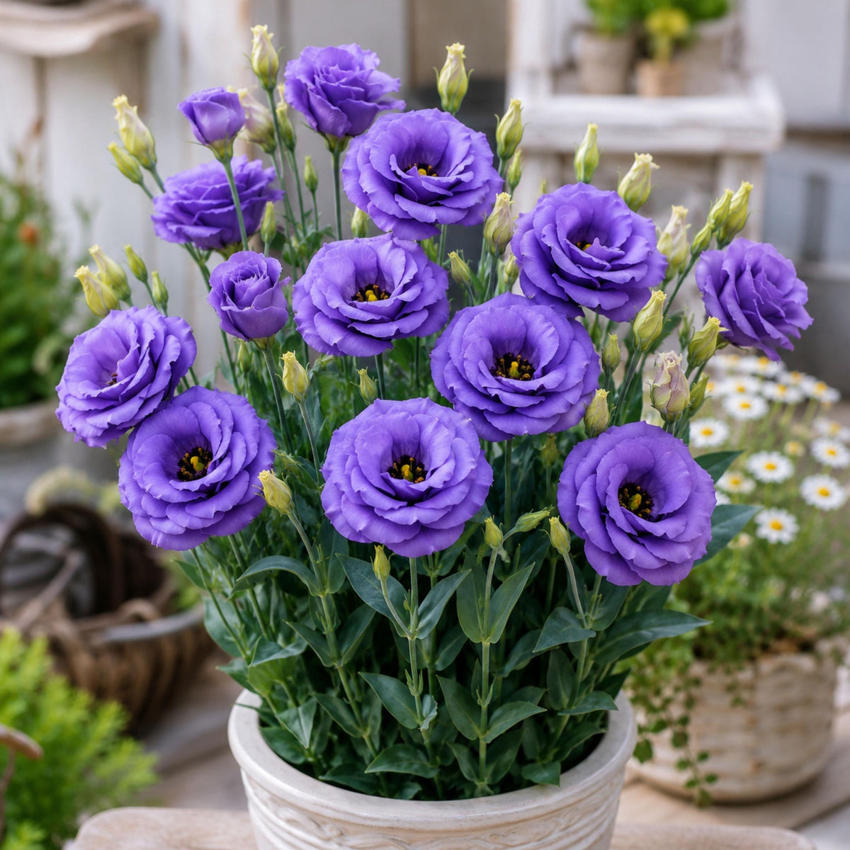 Echo Blue Eustoma Lisianthus seeds