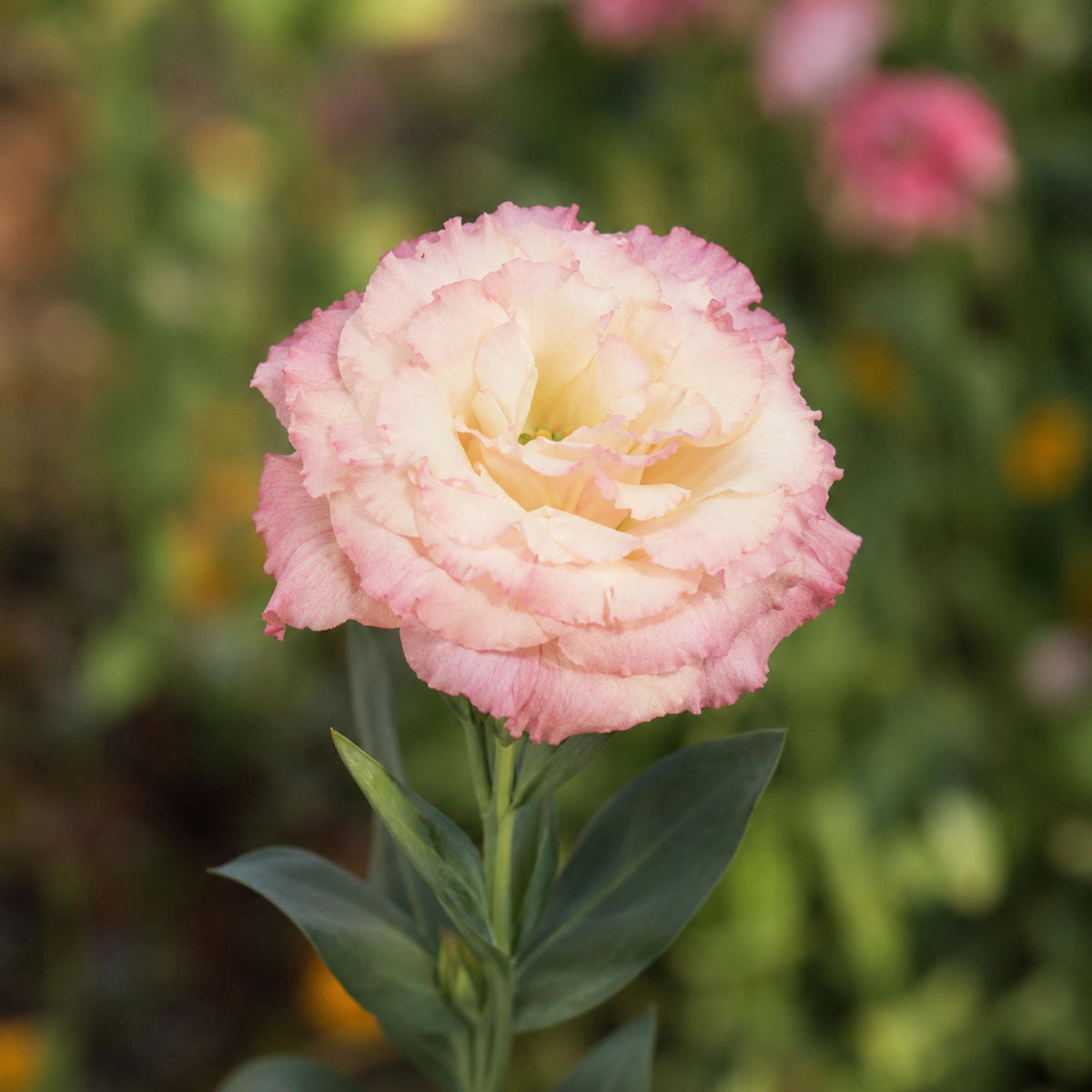 Echo Champagne Eustoma Lisianthus seeds