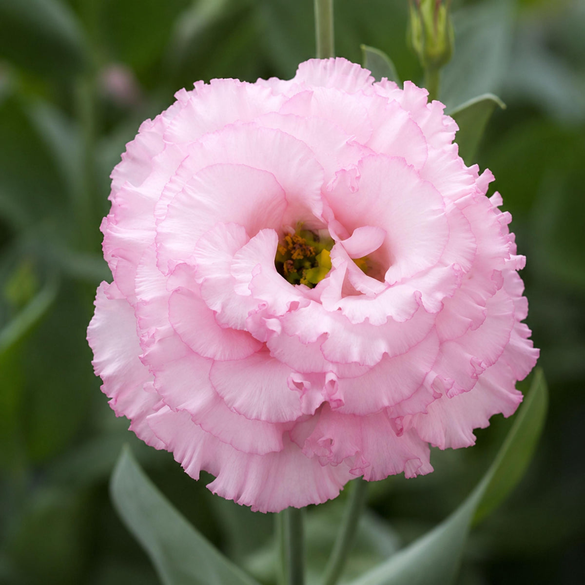 Corelli Mix Eustoma Lisianthus seeds