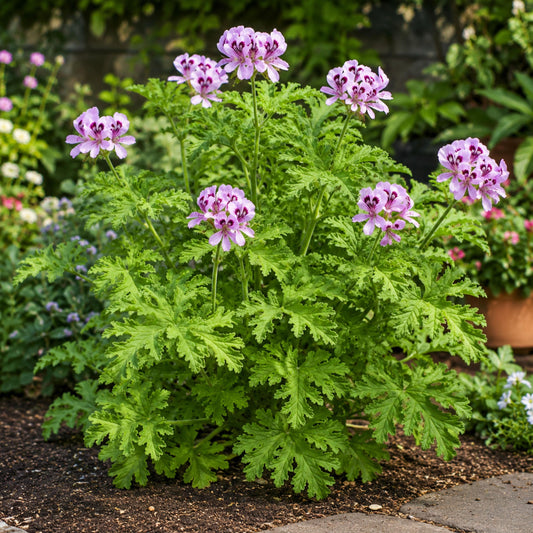 Citronella Geranium seeds