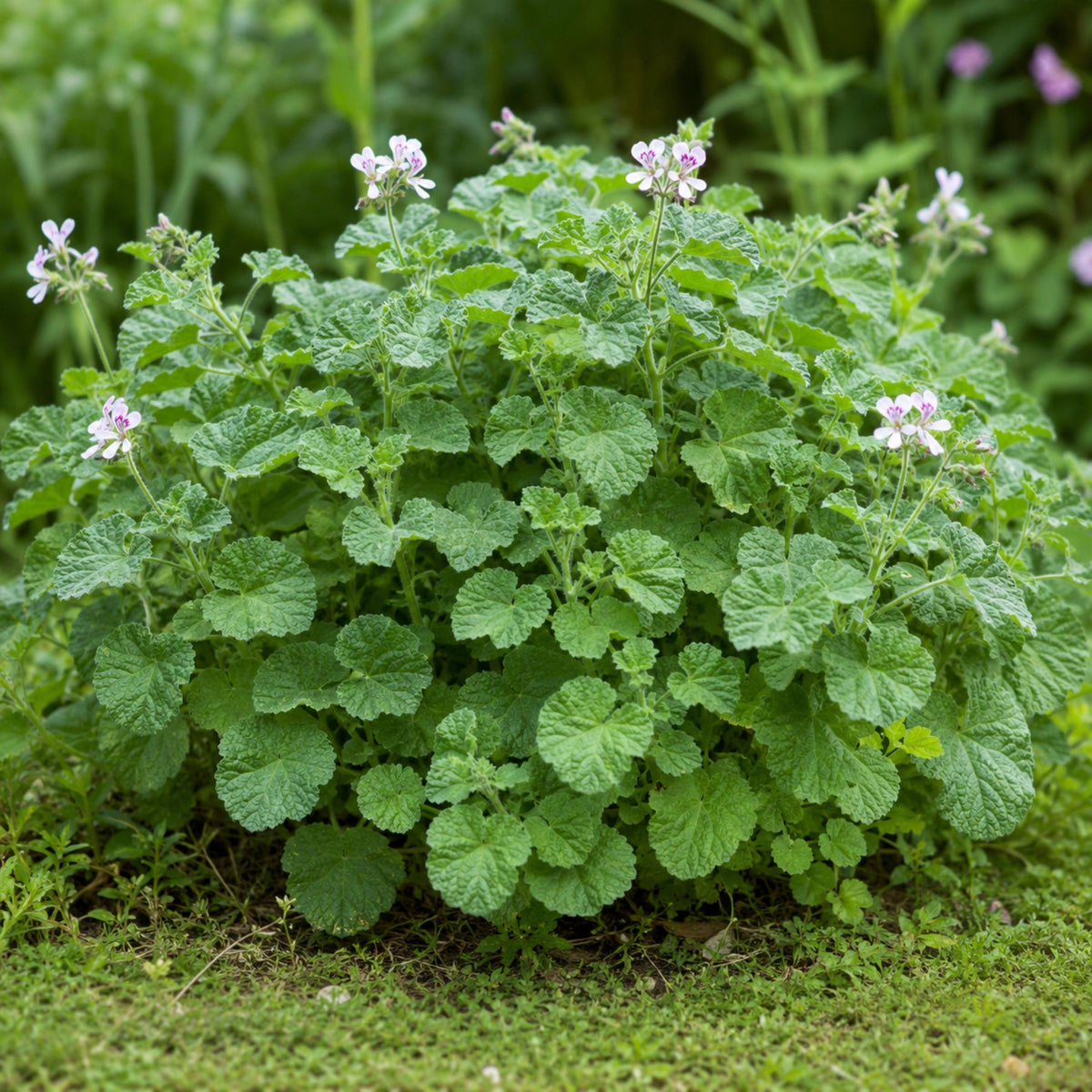 Apple Scented Geranium seeds