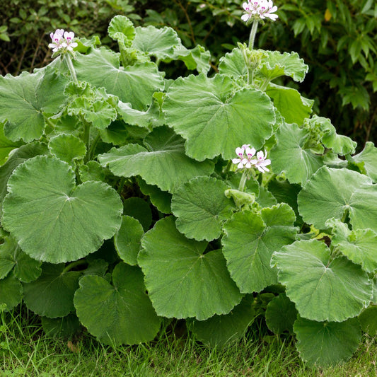 Peppermint Geranium seeds