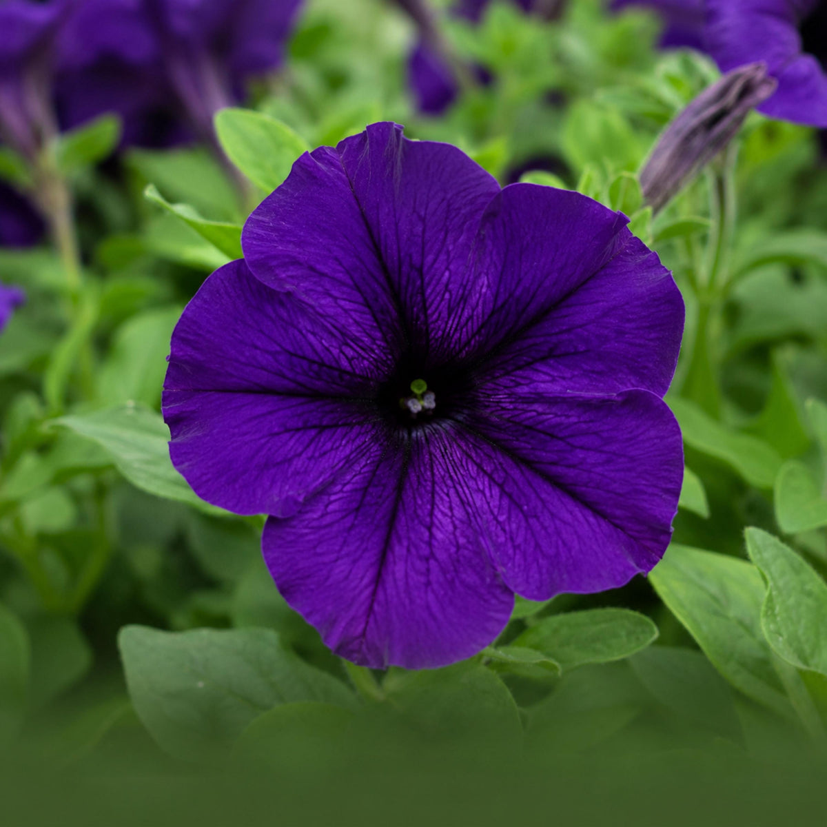 Wave Purple Petunia seeds
