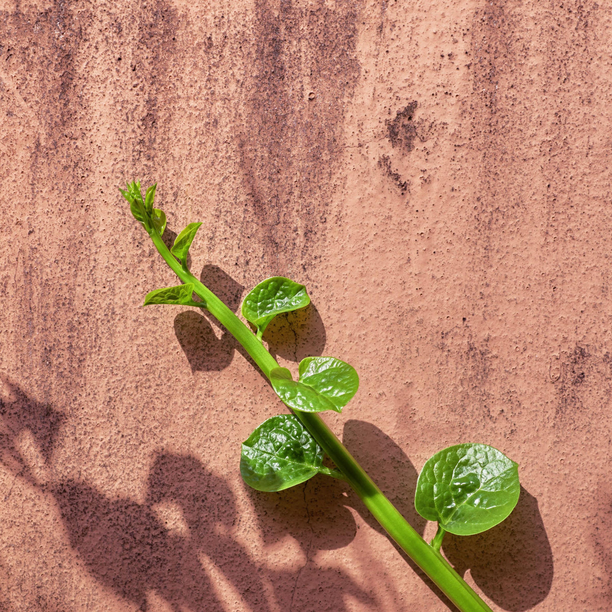 Green Large Leaf Malabar Spinach seeds