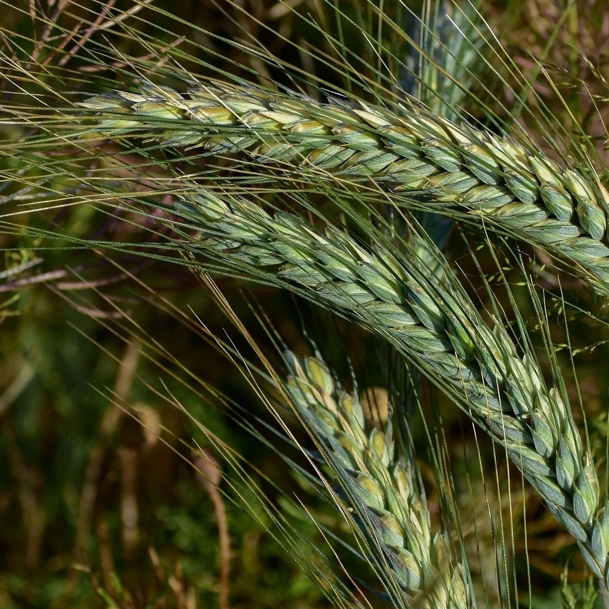 Winter Rye Cover Crop seeds