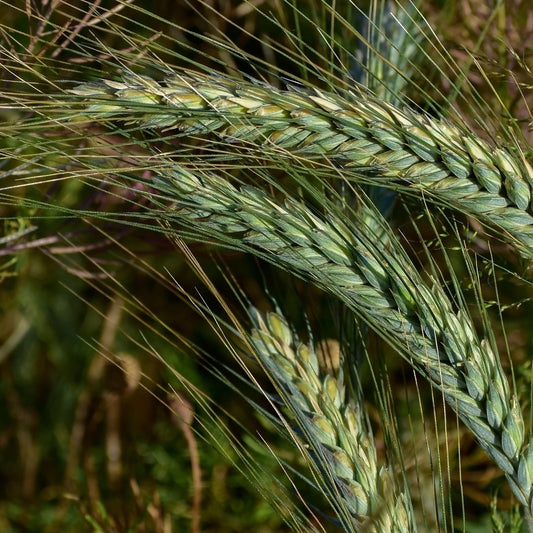 Winter Rye Cover Crop seeds