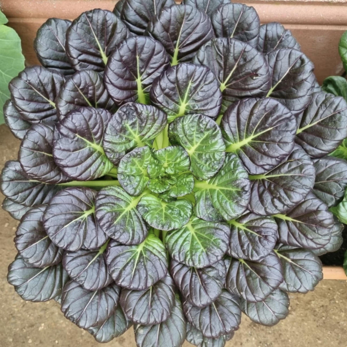 Red Tatsoi Hybrid seeds