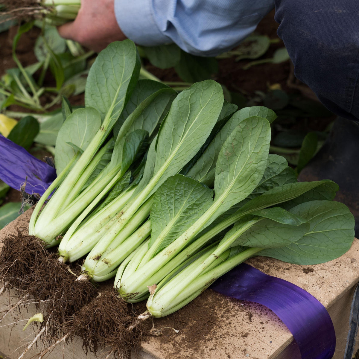 Tendergreen Komatsuna seeds