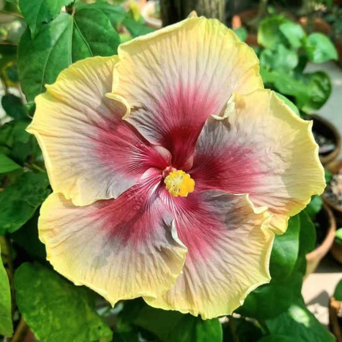 Taiwan Rainbow Waltz Hibiscus seeds