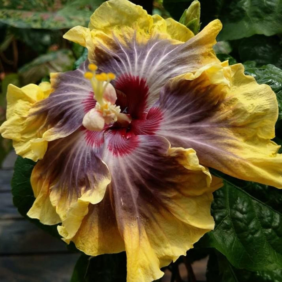 Moorea Silver Sun Hibiscus seeds