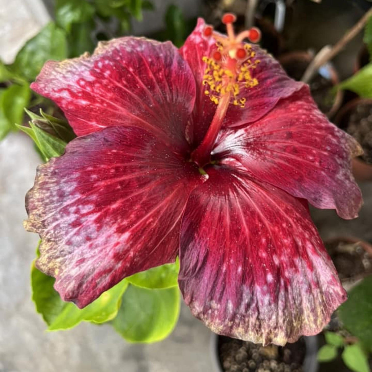Taiwan Blood Diamond Hibiscus seeds