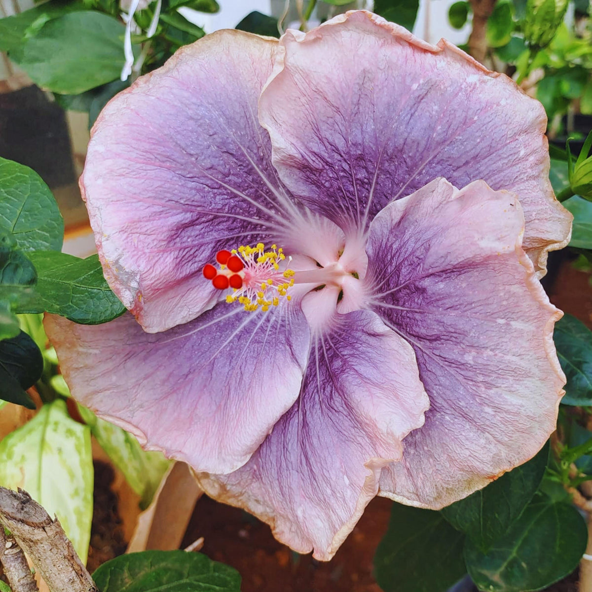 Taiwan Streamlet Hibiscus seeds