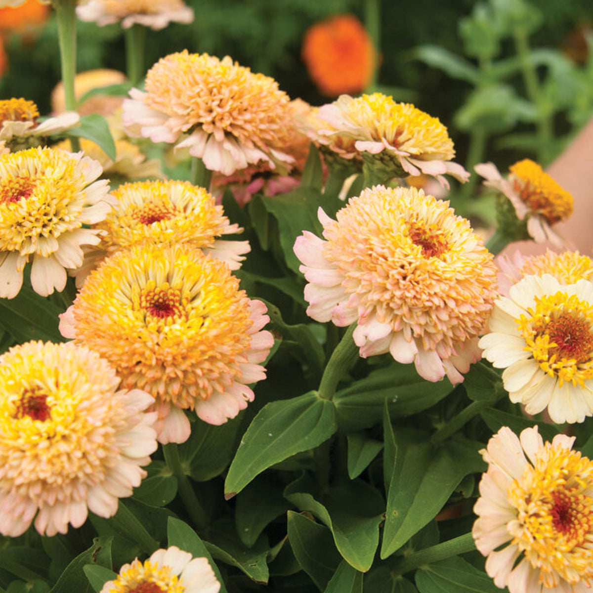 Zinderella Peach Zinnia seeds