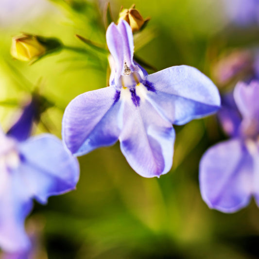 Cambridge Blue Lobelia seeds