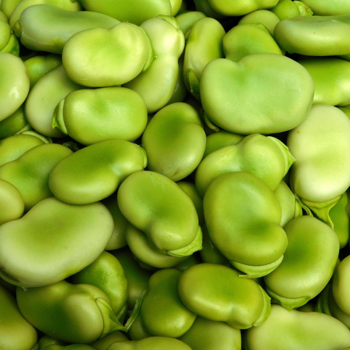 Broad Windsor Fava Bean seeds