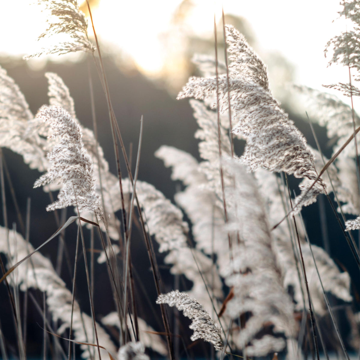 Common Reed Grass seeds