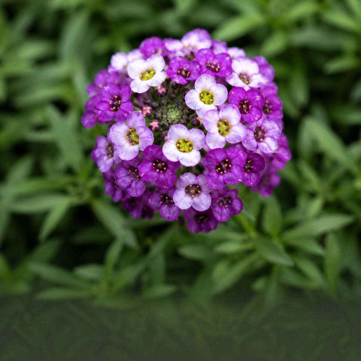 Royal Carpet Sweet Alyssum seeds