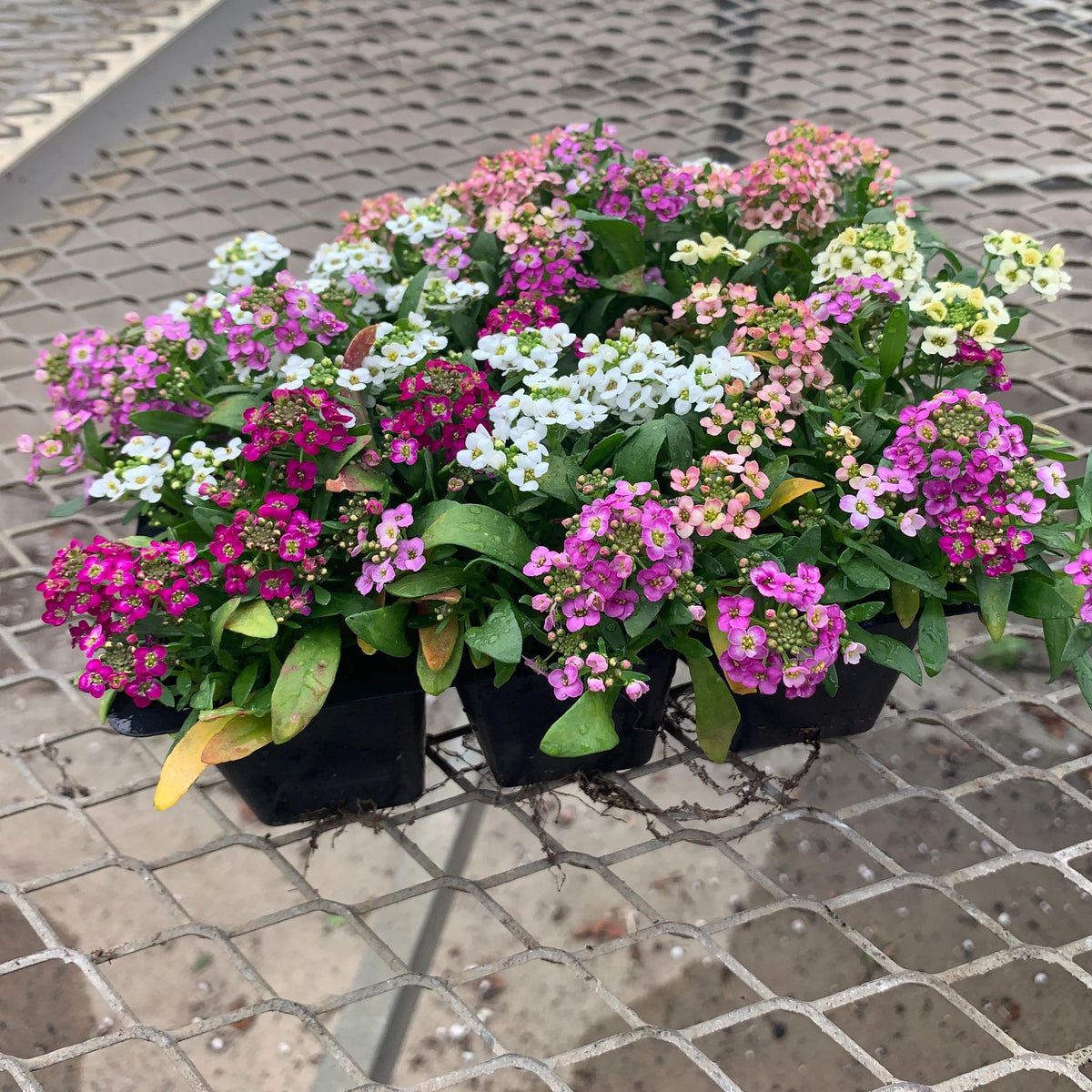 Sweet Alyssum Mix seeds