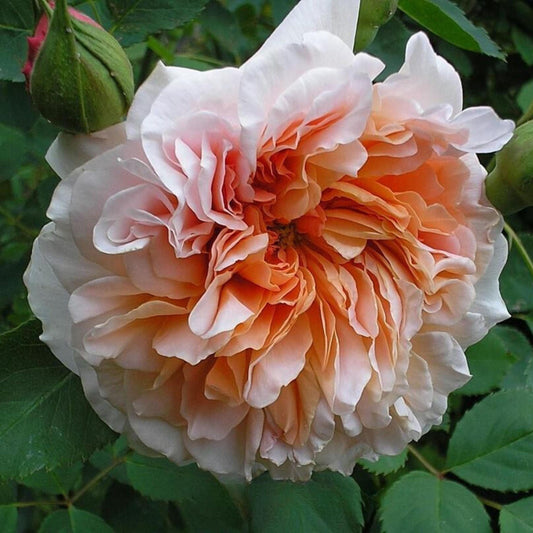 Tea Clipper English Shrub Rose seeds