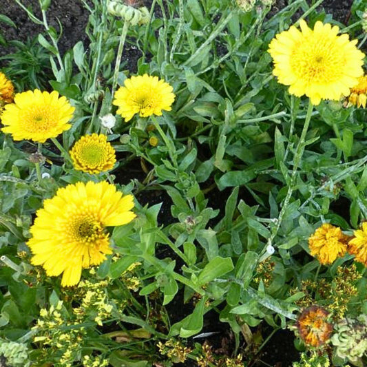 Golden Princess Calendula seeds