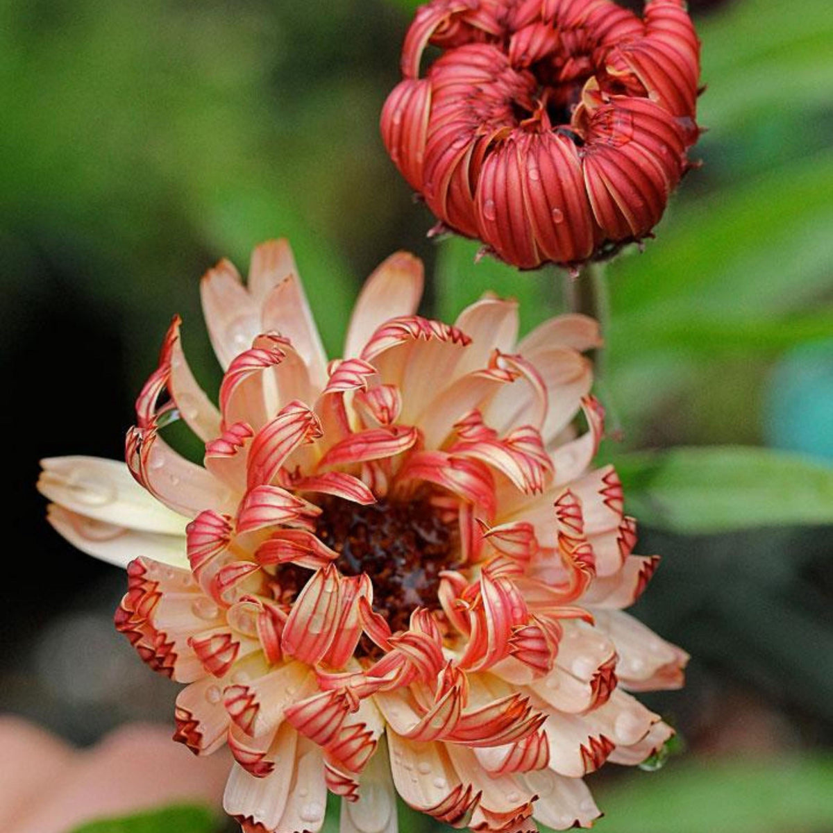 Bronzed Beauty Calendula seeds
