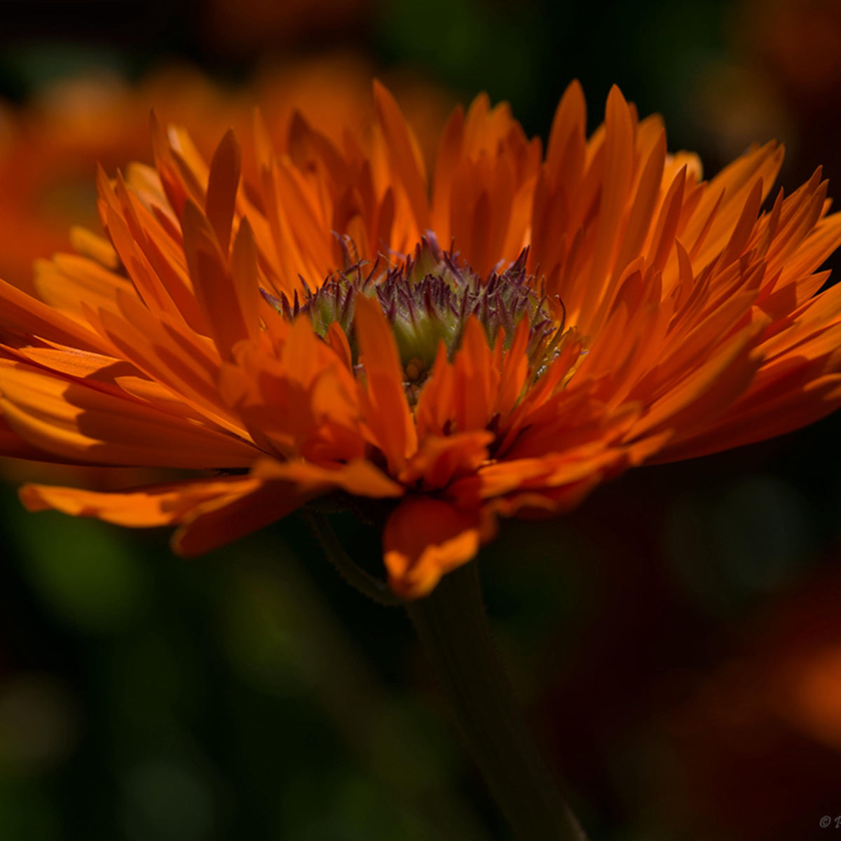 Greenheart Orange Calendula seeds