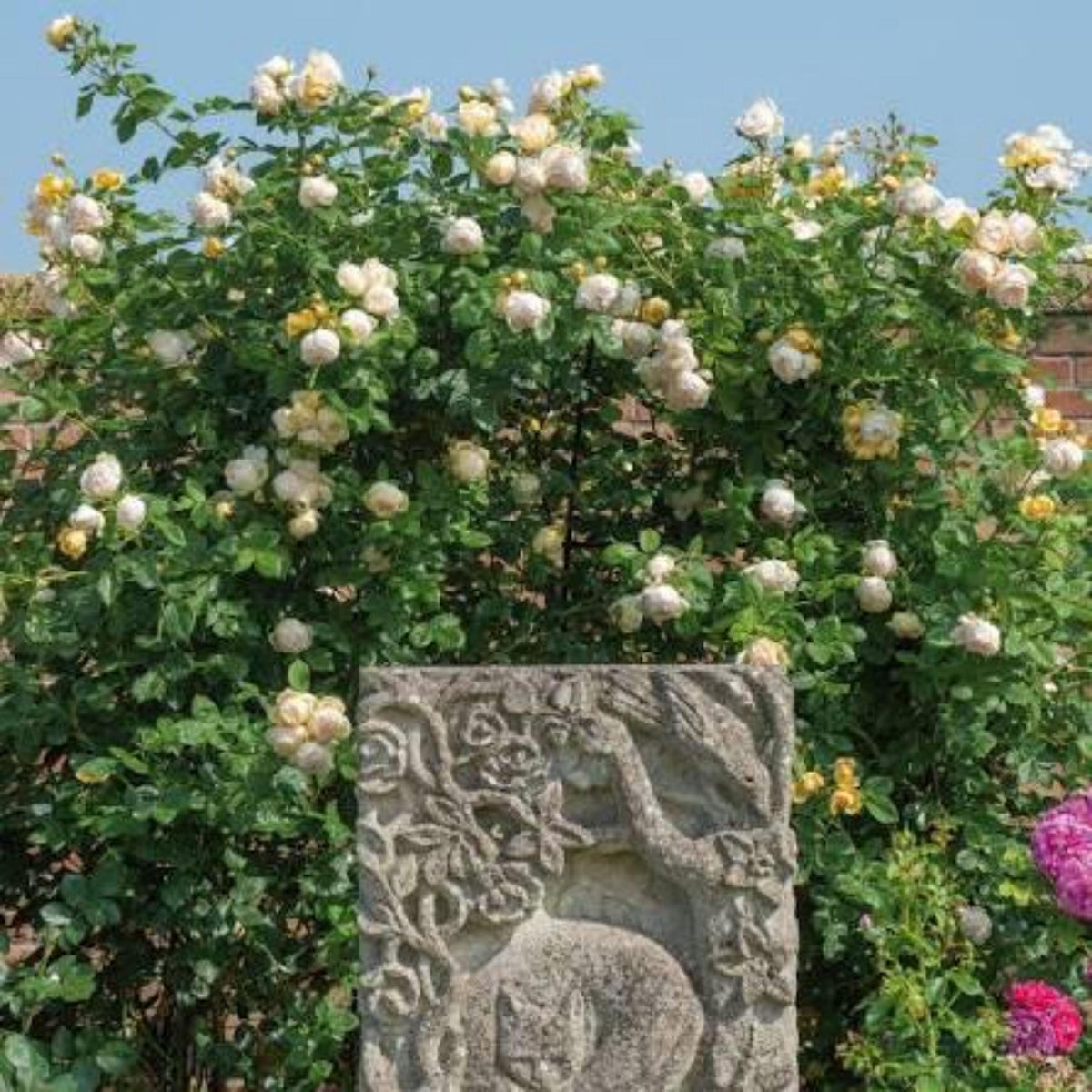 Wollerton Old Hall Rose seeds