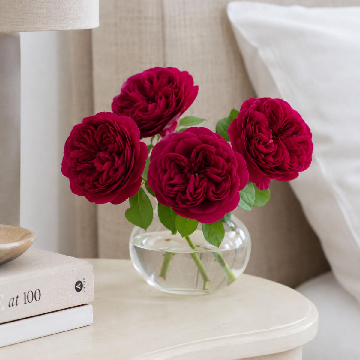Darcy Bussell Rose seeds