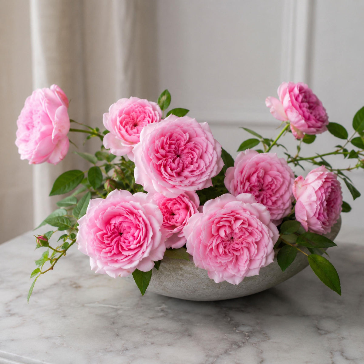 Starlet Rose Eva Rose seeds