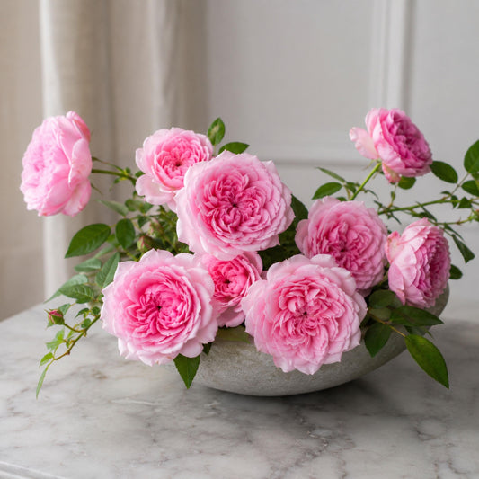 Starlet Rose Eva Rose seeds