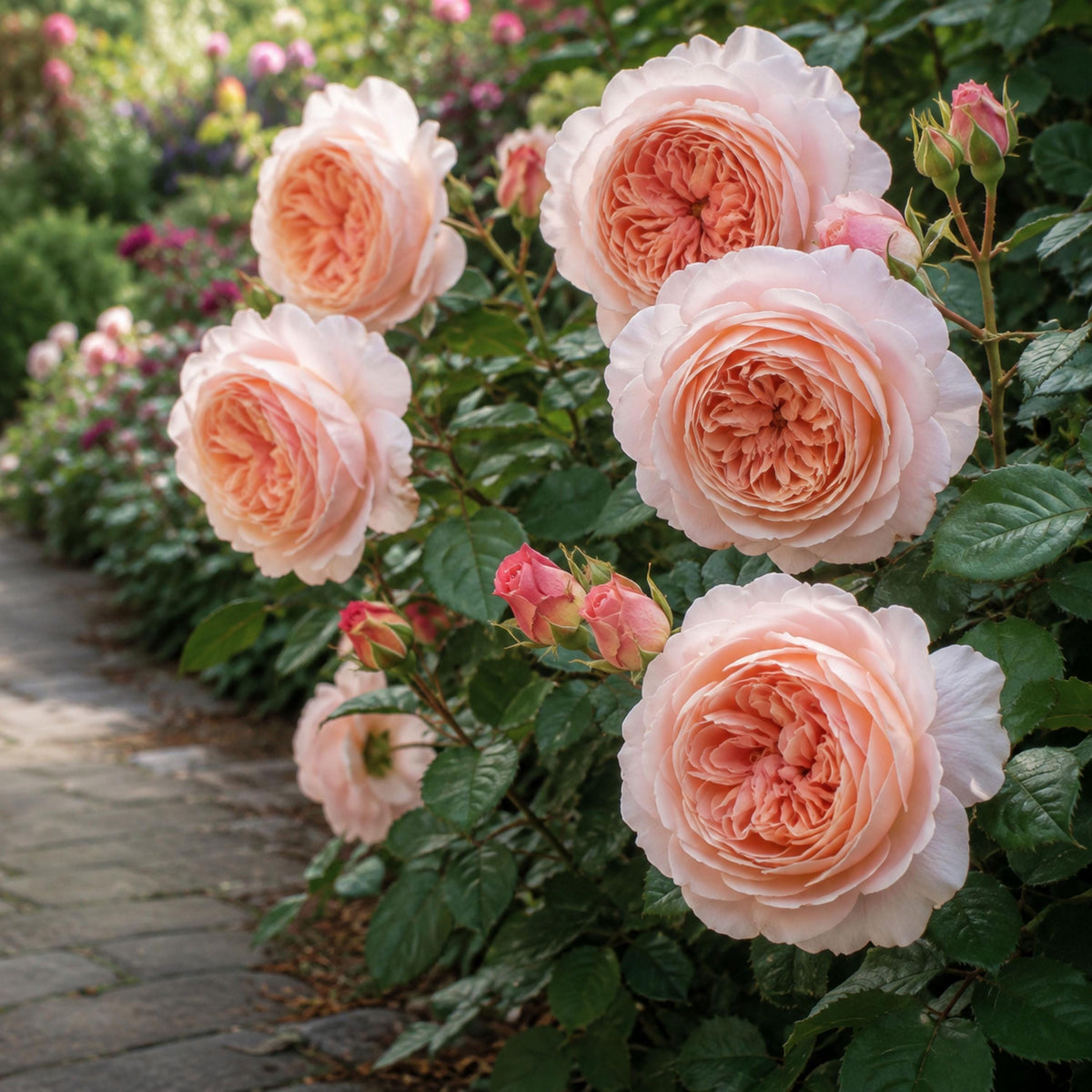 A Shropshire Lad Rose seeds