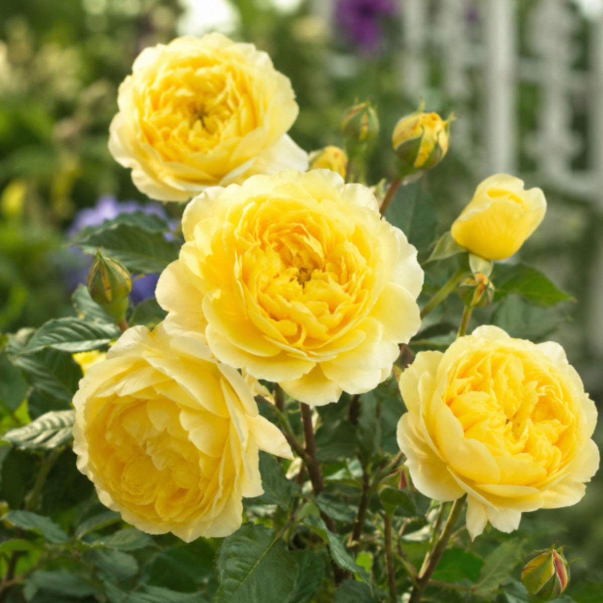 The Poet's Wife Rose seeds