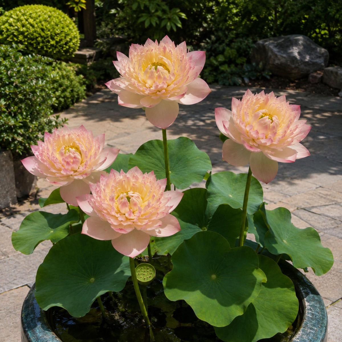 Rare Jin Se Lotus seeds