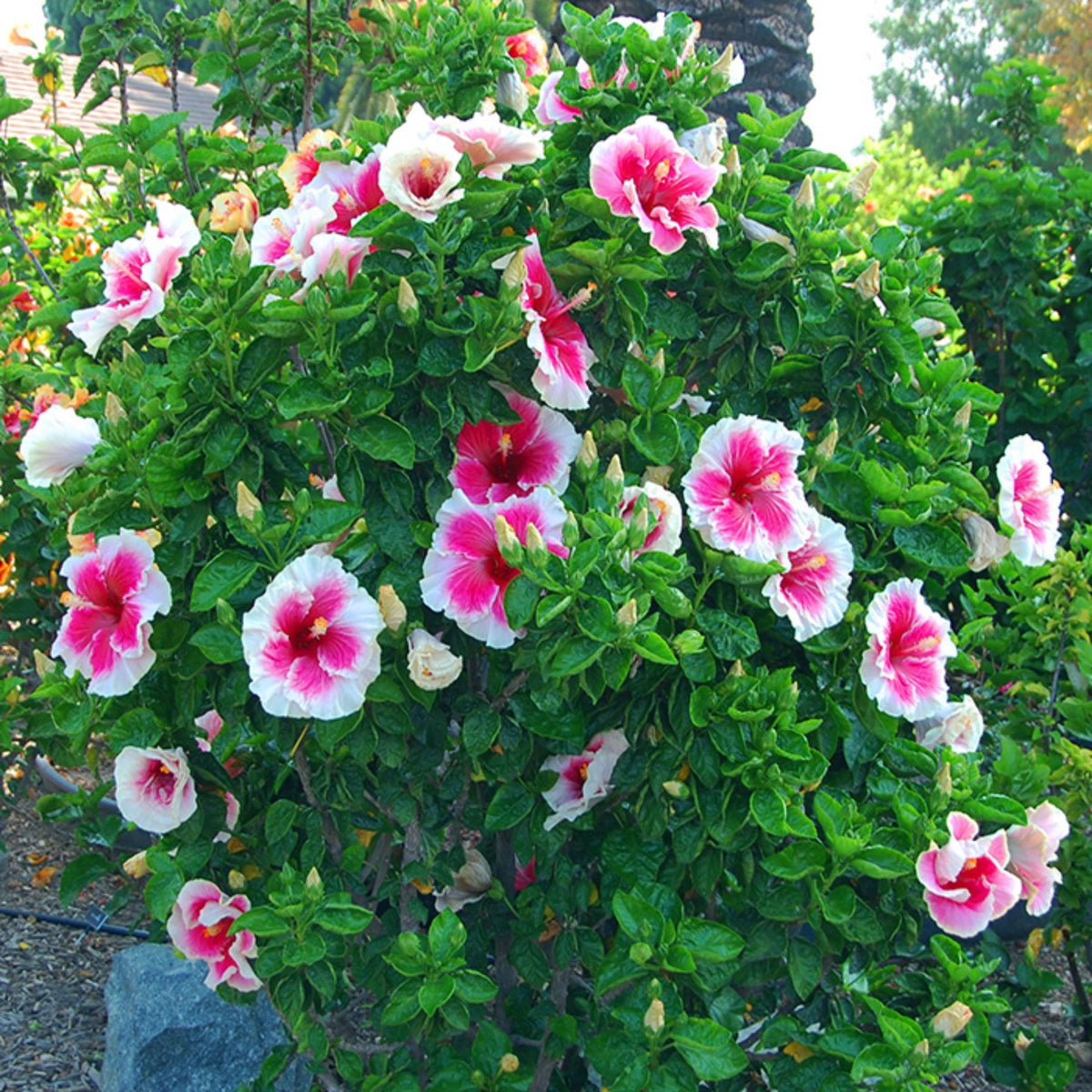 Cindy's Heart Hibiscus seeds