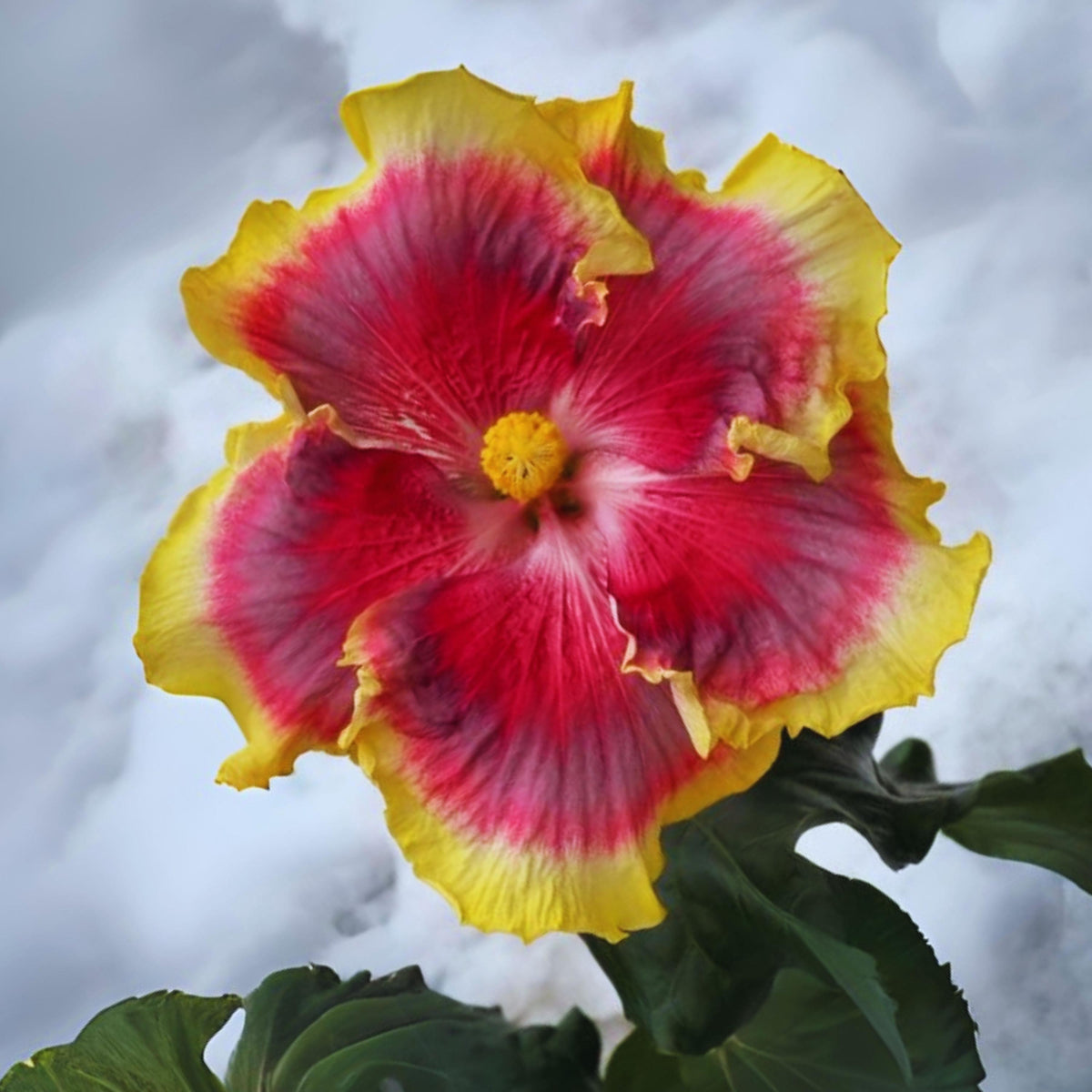 Night Runner Hibiscus seeds