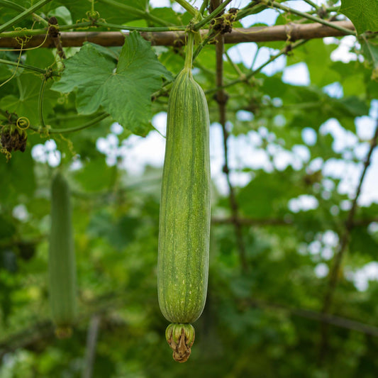 Luffa Gourd seeds