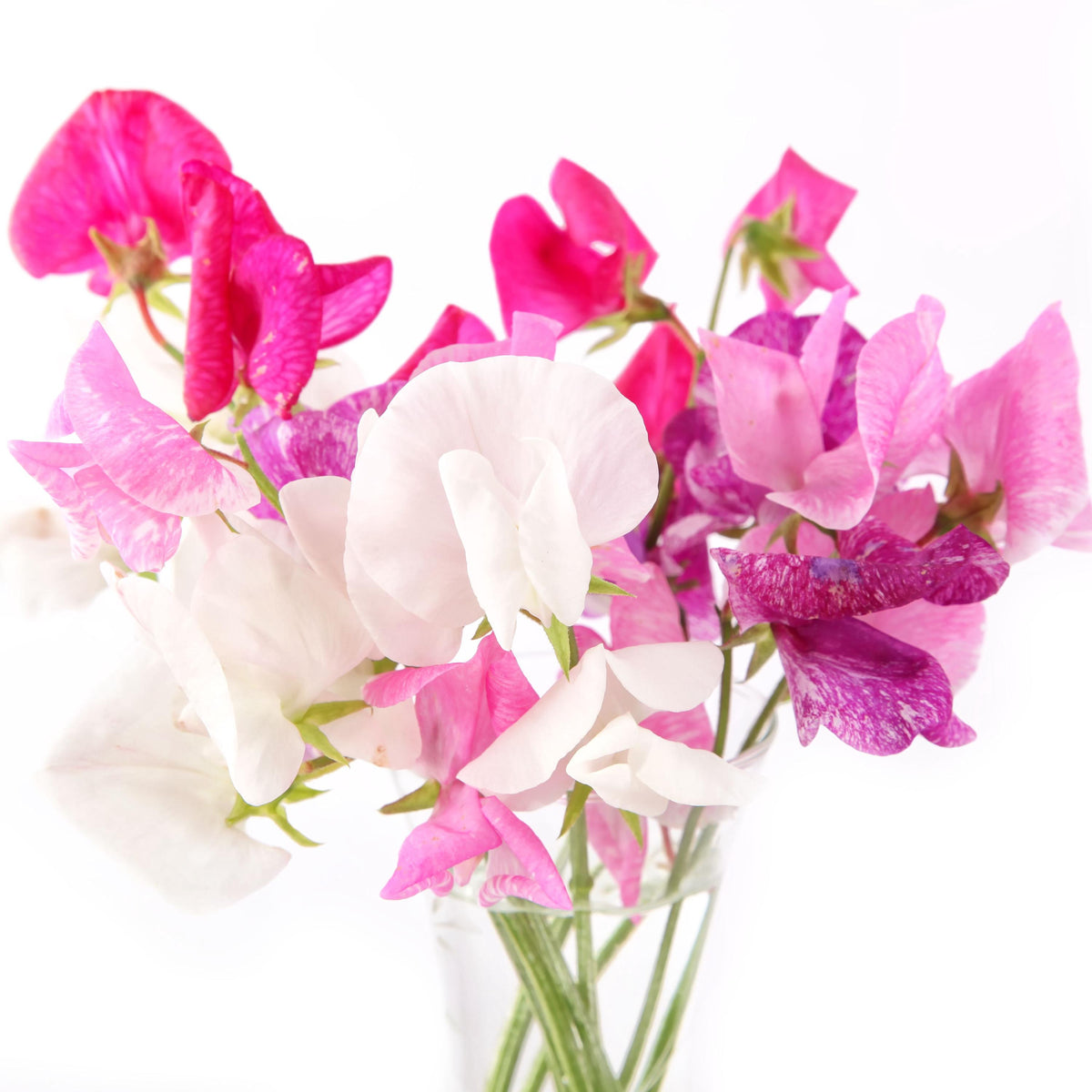 Knee High Mix Sweet Pea seeds