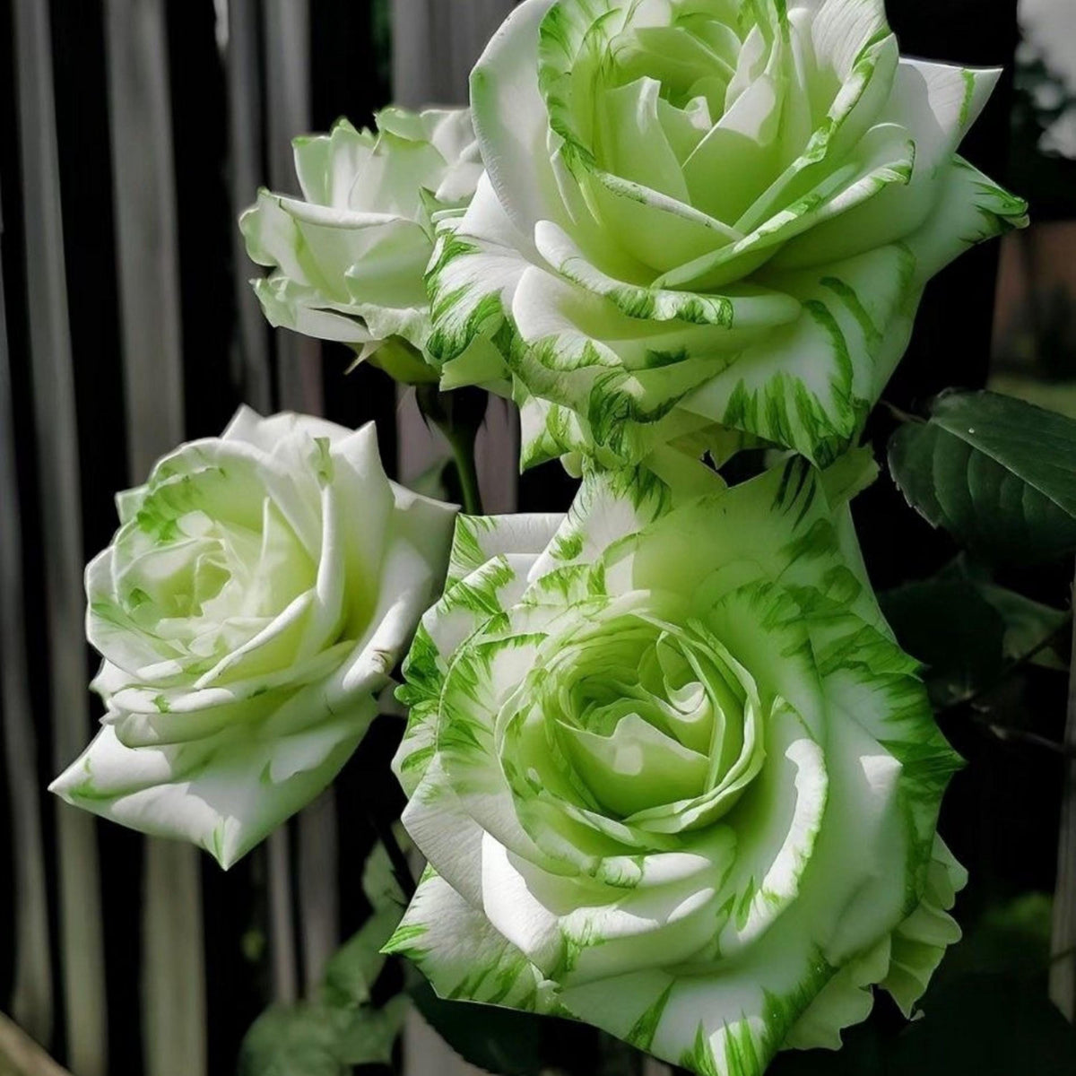 Green and White Striped Rose seeds