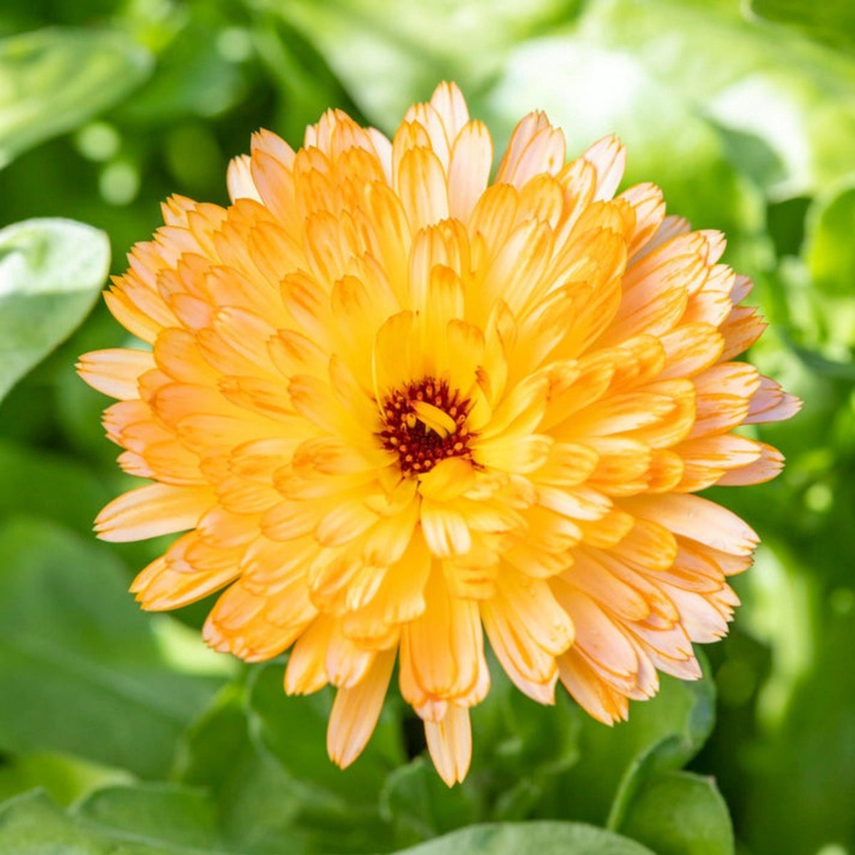 Pacific Apricot Beauty Calendula seeds