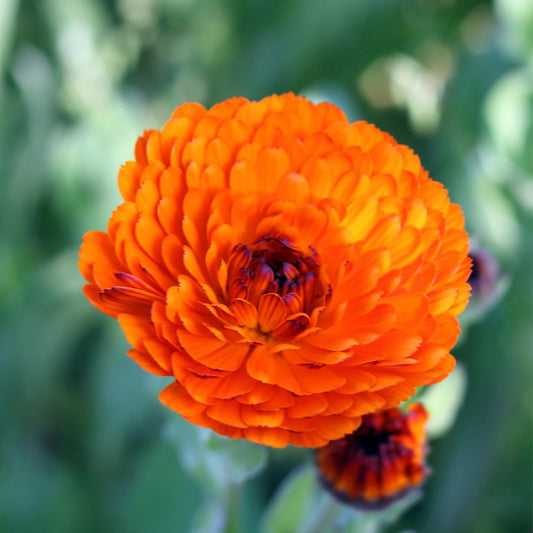 Indian Prince Calendula seeds