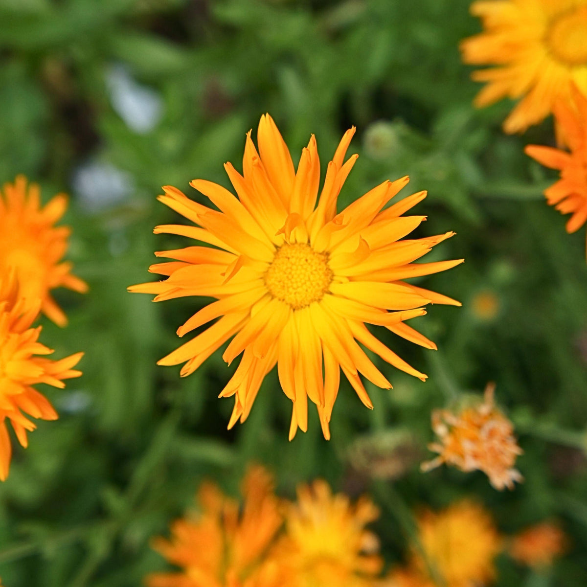Radio Calendula seeds