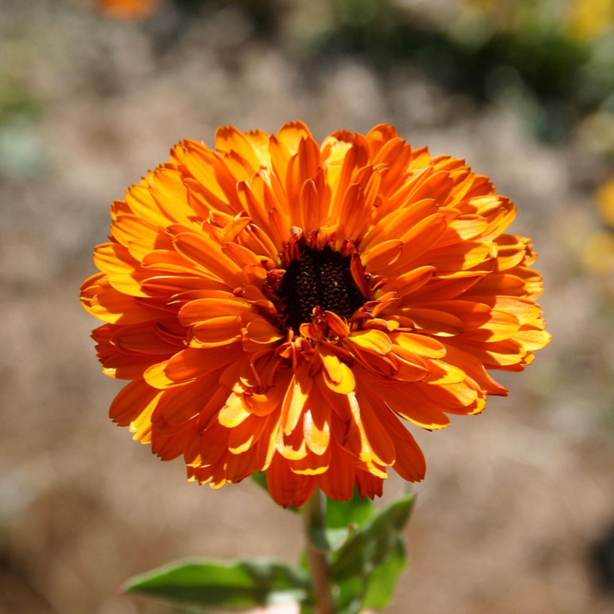 Touch of Red Calendula seeds